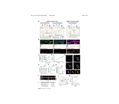 Electric Field Stimulation for Synaptic Vesicle Inducing