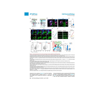 Optogenetic Cell migration imaging