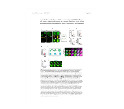 Time-lapse Imaging for Paraspeckle Motility