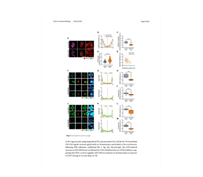 Live-cell imaging of Oocyte meiosis(GV-MI-MII)