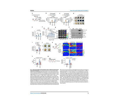 Two-photon intravital microscopy