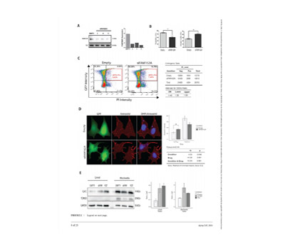 In-situ Protease Protection Assay