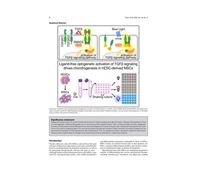Optogenetical chondrogenic differentiation inducing