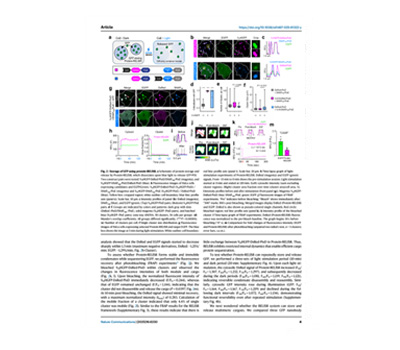 Light-Induced Biomolecular Release & Live Imaging